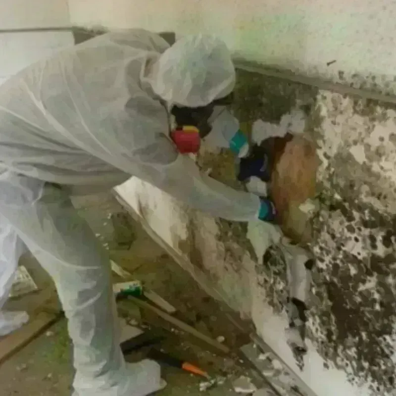 Mold Remediation and Removal in Palmview South, TX